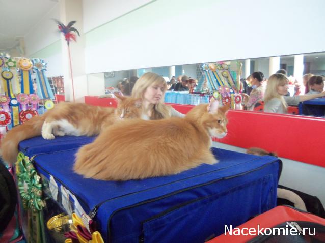 Фото кошек)))))