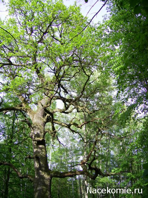 "Живой уголок"