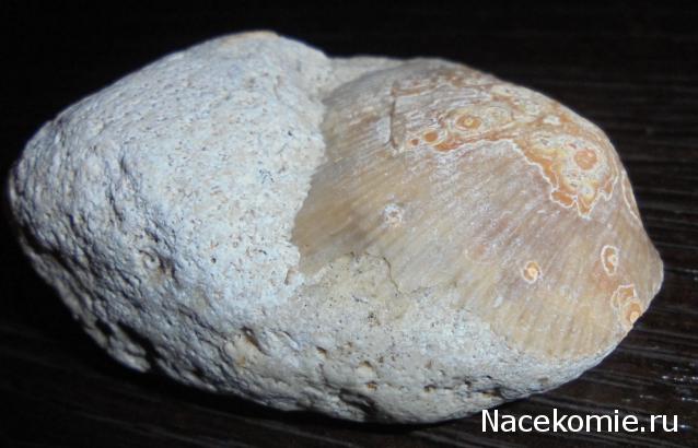 Компания кладоискателей. Болталка форума Минералов