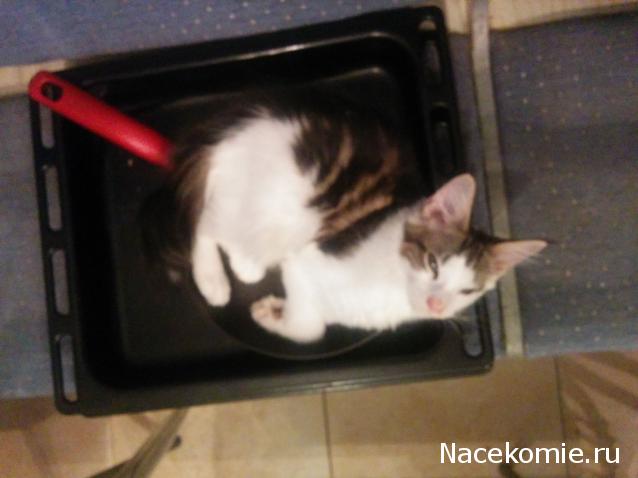 "Живой уголок"