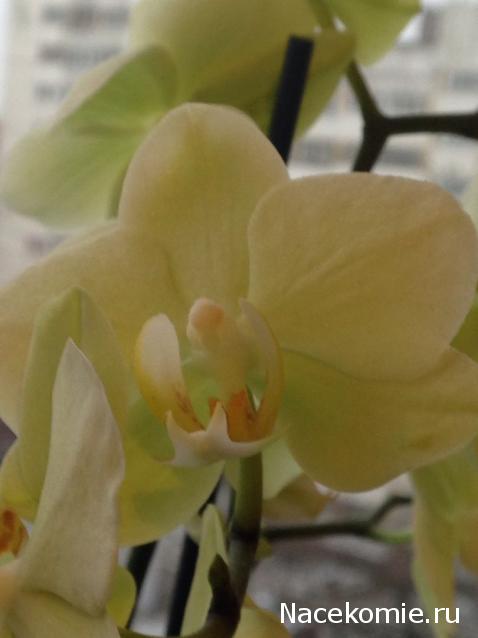 Куклы в народных костюмах – "Девчушки-болтушки"