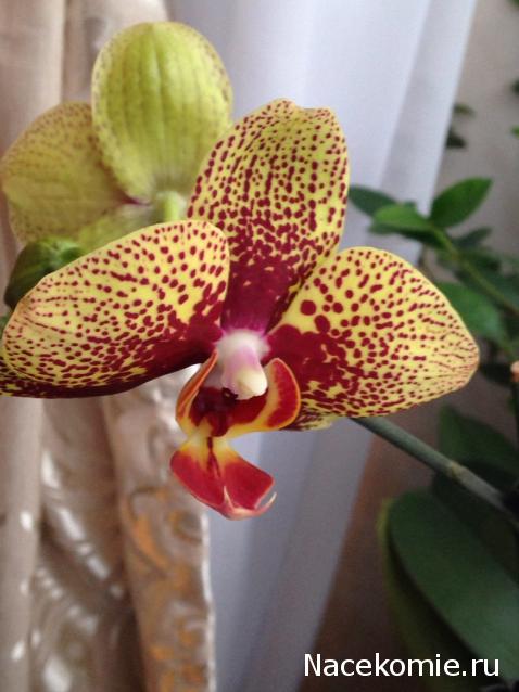 Куклы в народных костюмах – "Девчушки-болтушки"