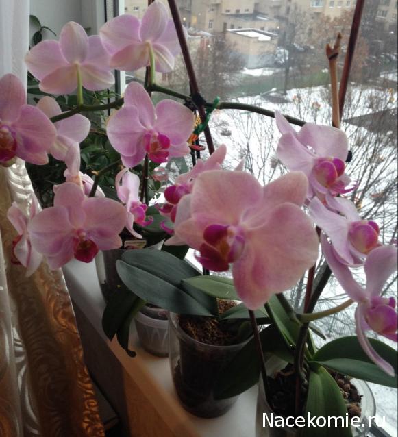 Куклы в народных костюмах – "Девчушки-болтушки"