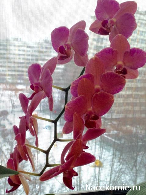 Куклы в народных костюмах – "Девчушки-болтушки"