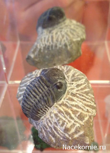 Компания кладоискателей. Болталка форума Минералов