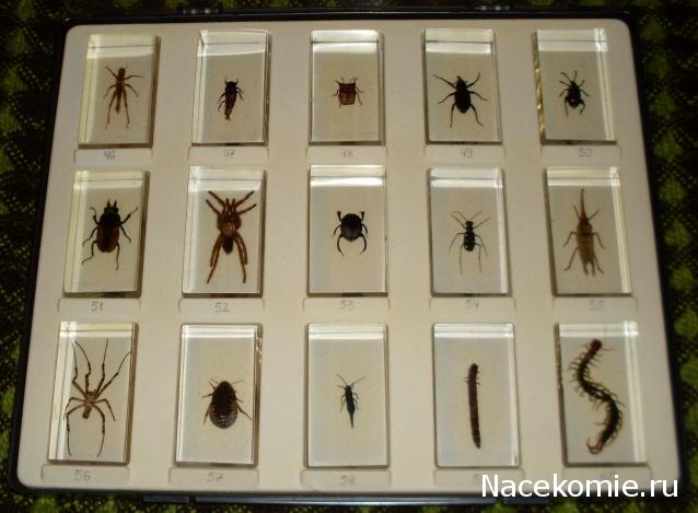 Помощь в определении насекомых