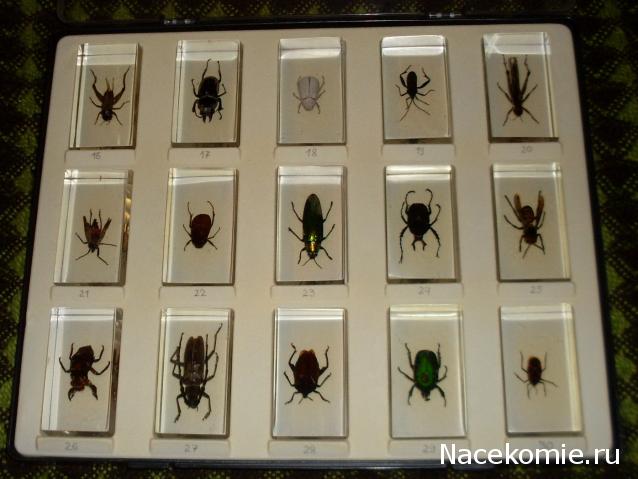 Помощь в определении насекомых