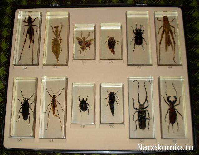 Помощь в определении насекомых