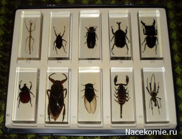 Помощь в определении насекомых