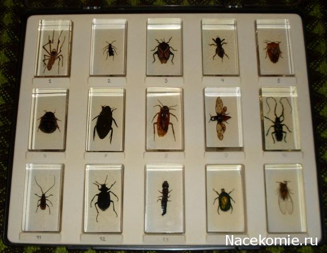 Помощь в определении насекомых