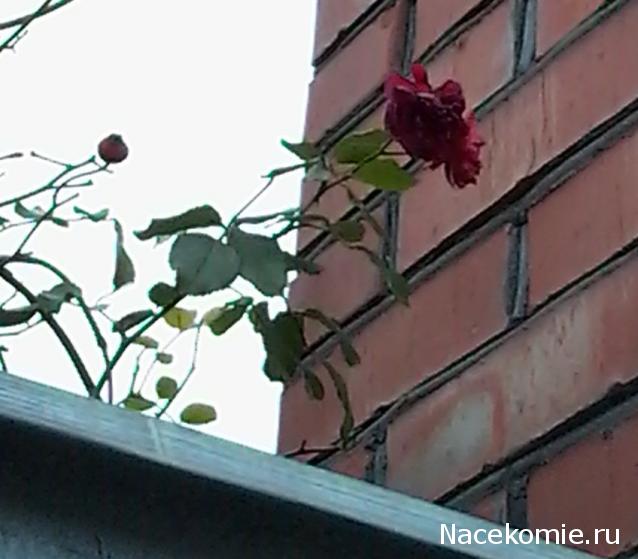 Куклы в народных костюмах – "Девчушки-болтушки"