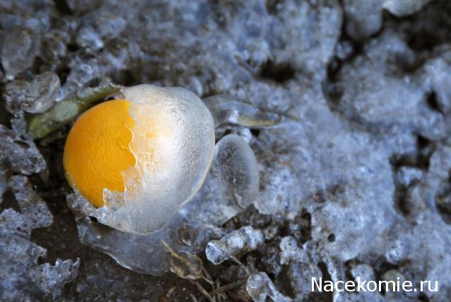 Компания кладоискателей. Болталка форума Минералов