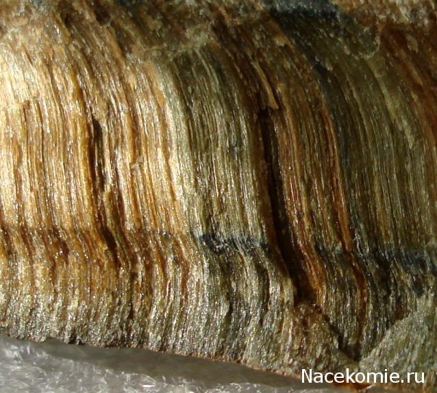 Компания кладоискателей. Болталка форума Минералов