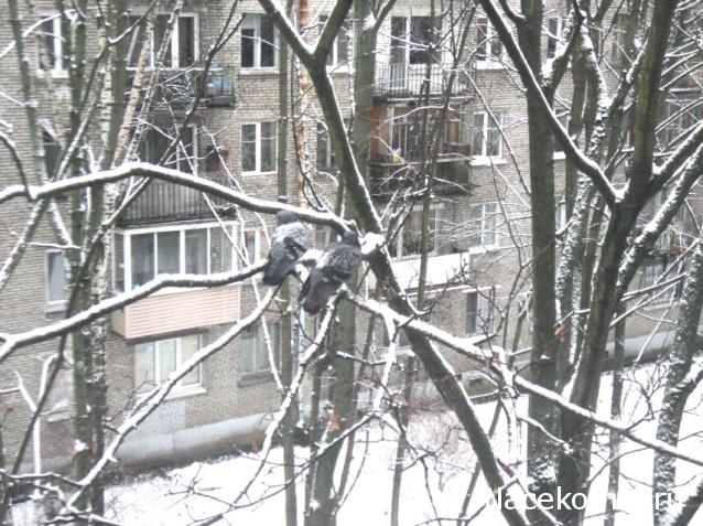 "Живой уголок"