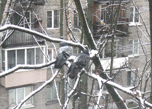 "Живой уголок"