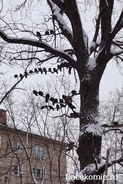 "Живой уголок"
