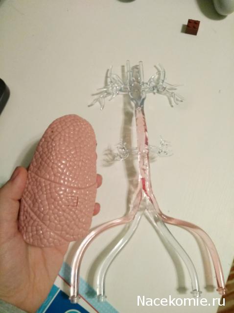 Тело Человека (DeAgostini) - График выхода и обсуждение