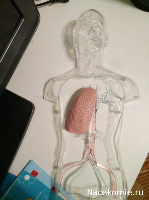 Тело Человека (DeAgostini) - График выхода и обсуждение