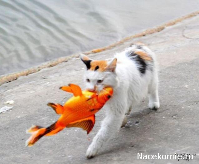 Кулинарный отдел