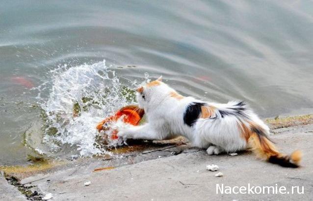 Кулинарный отдел