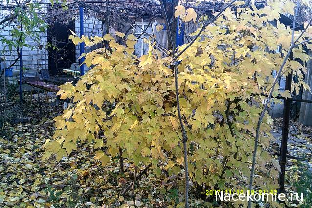 Eva1949 - Дом мечты-души моей воспоминания; 1Abrikoska - Мой гостеприимный дом