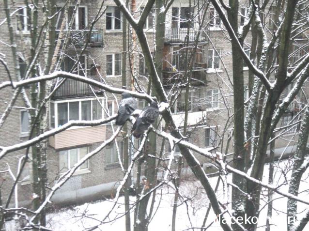 "Живой уголок"