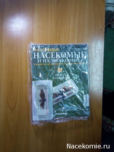 Насекомые №49 - Цикада (Gaeana maculata)