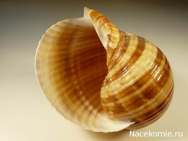 Коллекция минералов Titania