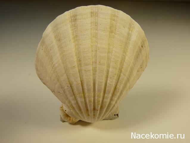 Коллекция минералов Titania