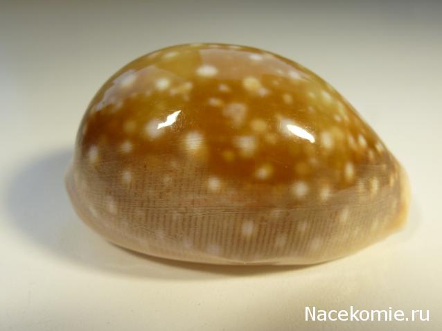 Коллекция минералов Titania