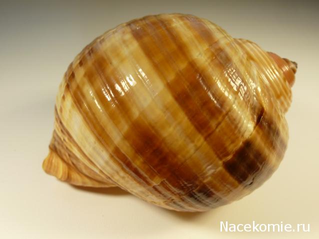 Коллекция минералов Titania