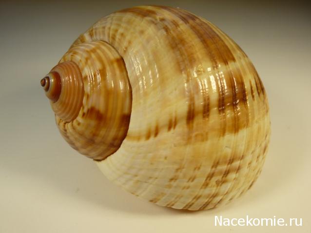 Коллекция минералов Titania