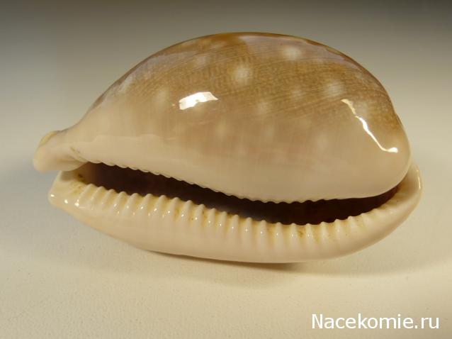 Коллекция минералов Titania