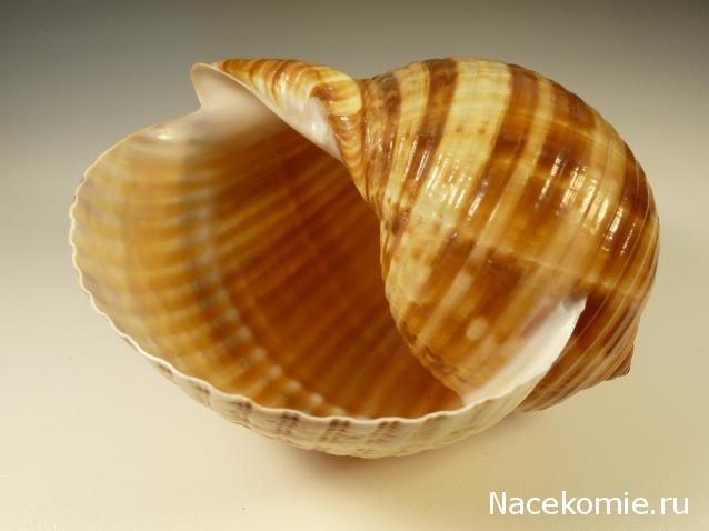 Коллекция минералов Titania