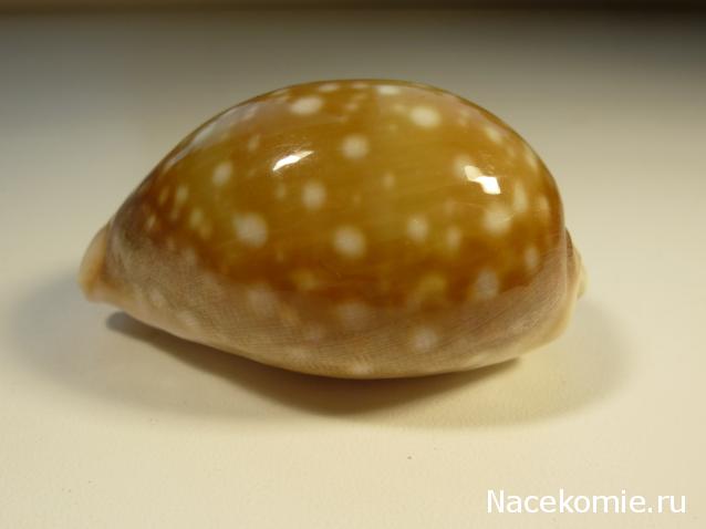 Коллекция минералов Titania