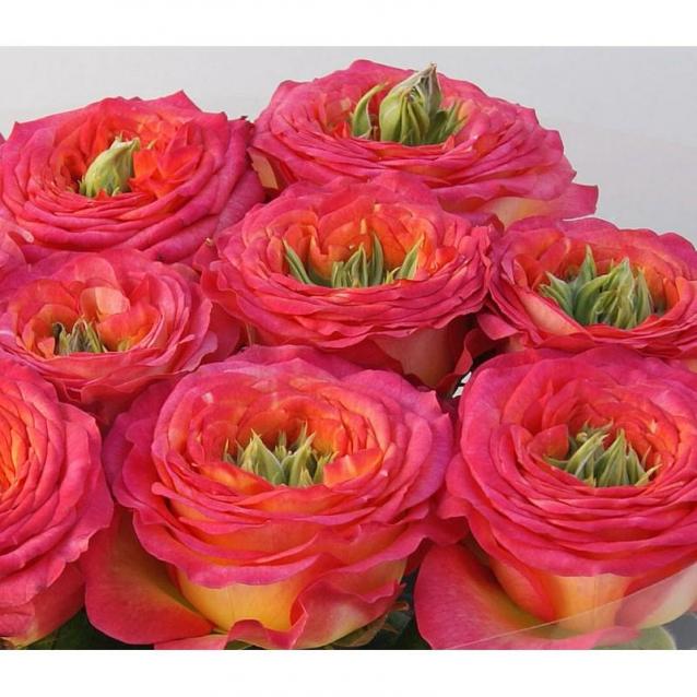 Наши Дни Рождения