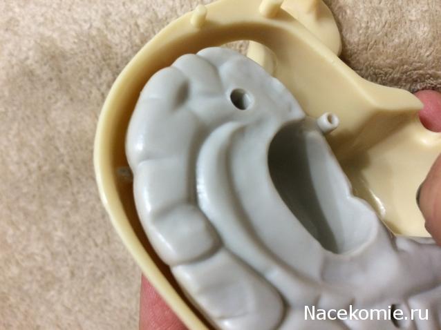 Тело Человека (DeAgostini) - График выхода и обсуждение