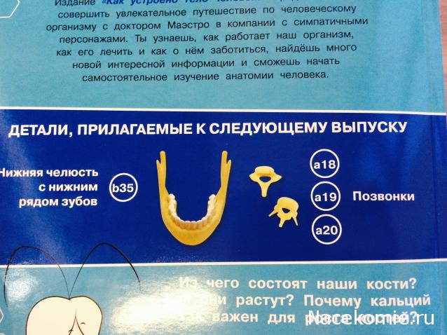 Тело Человека (DeAgostini) - График выхода и обсуждение