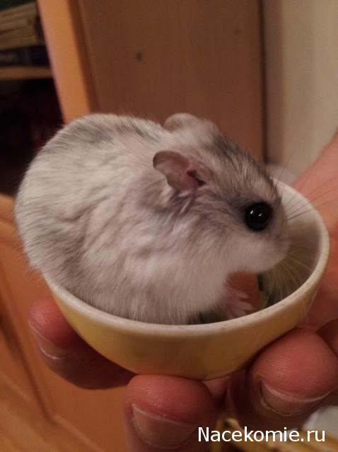 Куклы в народных костюмах – "Девчушки-болтушки"