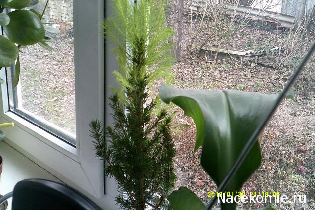 Eva1949 - Дом мечты-души моей воспоминания; 1Abrikoska - Мой гостеприимный дом