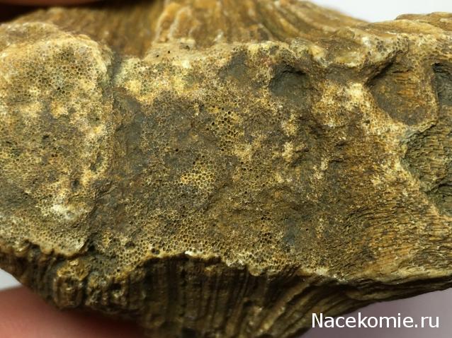 Компания кладоискателей. Болталка форума Минералов