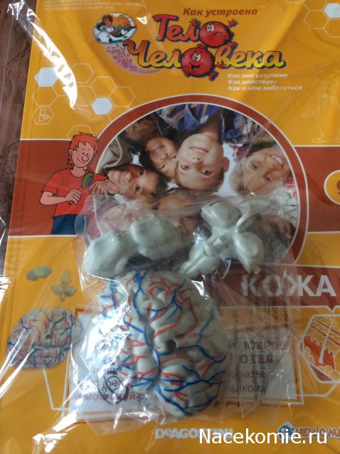 Тело Человека (DeAgostini) - График выхода и обсуждение