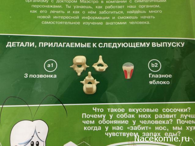 Тело Человека (DeAgostini) - График выхода и обсуждение