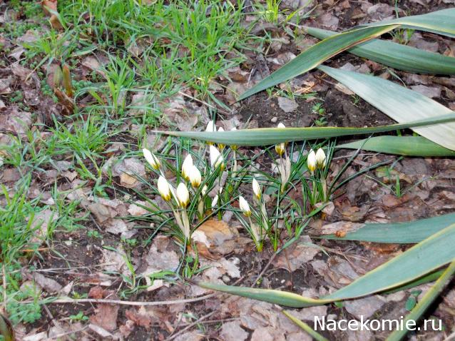 Куклы в народных костюмах – "Девчушки-болтушки"