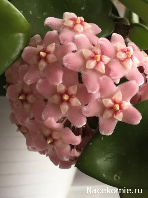 Куклы в народных костюмах – "Девчушки-болтушки"