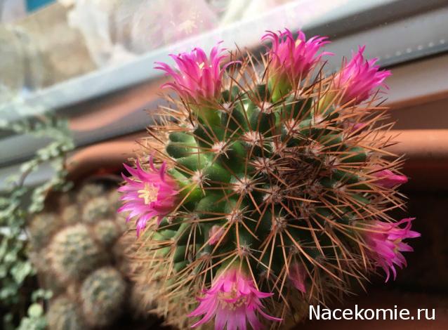 Куклы в народных костюмах – "Девчушки-болтушки"