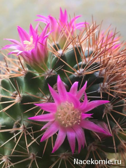 Куклы в народных костюмах – "Девчушки-болтушки"