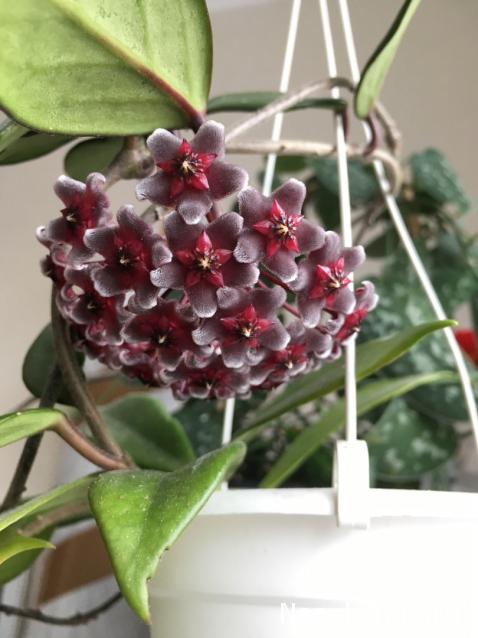 Куклы в народных костюмах – "Девчушки-болтушки"