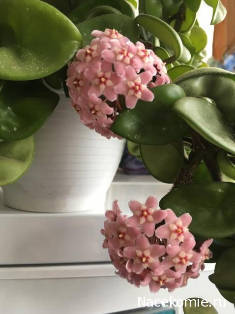 Куклы в народных костюмах – "Девчушки-болтушки"