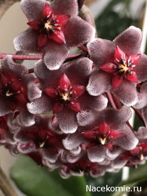 Куклы в народных костюмах – "Девчушки-болтушки"